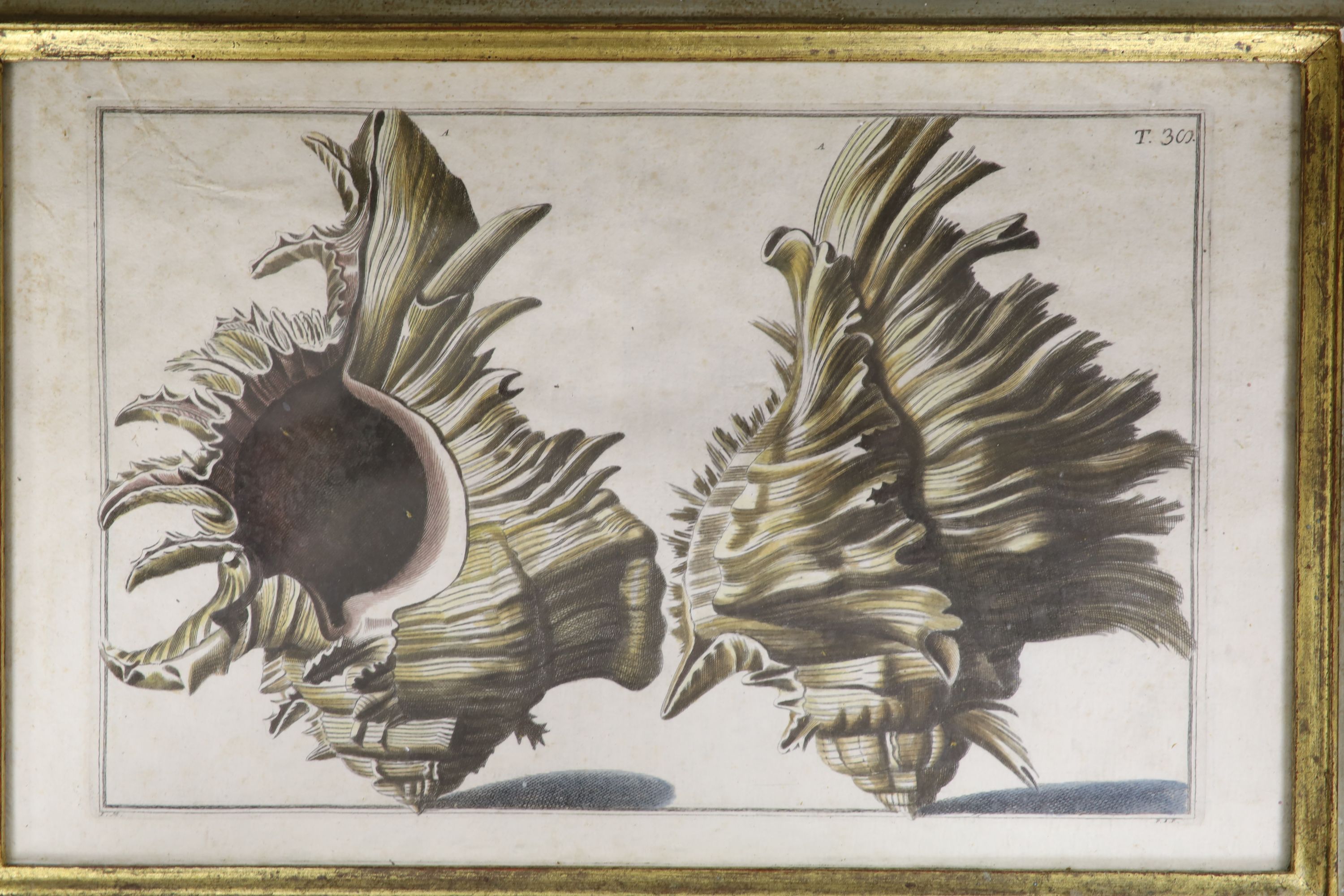 Pazzi after Menabuoni, four hand coloured engravings, Studies of shells, 41 x 26cm and a set of four hand coloured botanical engravings of Orchids, 26 x 22cm